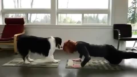 Dog Is Doing Yoga With His Owner :)