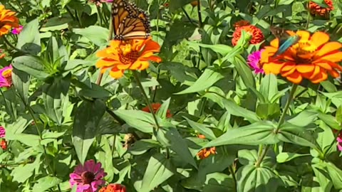 The Thirsty Swallowtail