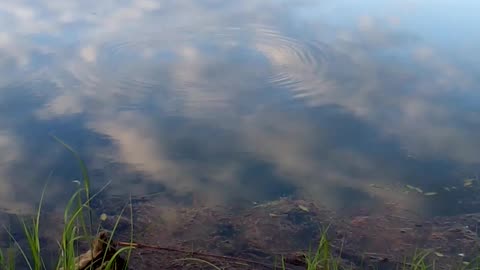 1 minute of fish begging for me to catch them