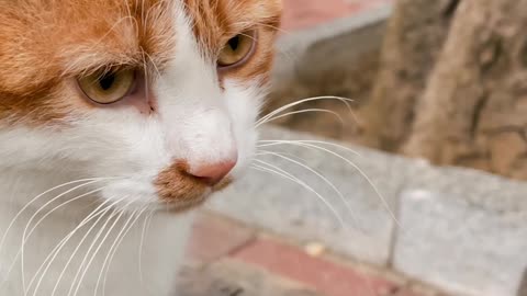 Beautfull cat in the garden with her sisters