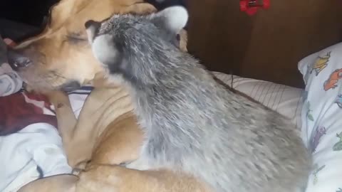 sweet-and-gentle-dog-tolerates-playful-baby-raccoon-downstreamer !