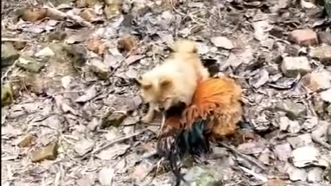 Chiken vs Dog fight - funny Dog vs Chiken fight