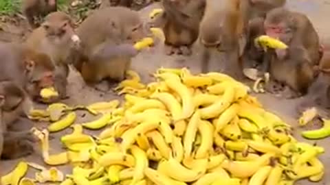 Lovely and Funny Monkey 💚 - Videos Compilation |Life Anything|