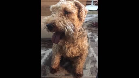 A Welsh Terrier in Timelapses