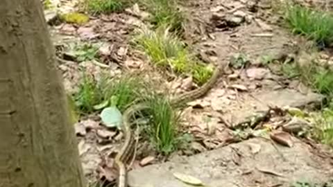 Snake vs monkeys