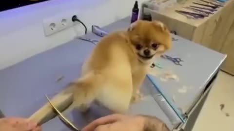 Dog cutting tail hair new style