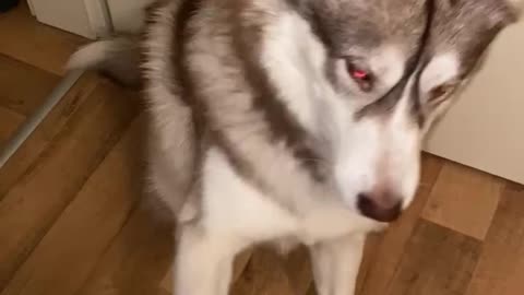 ASMR Training a Husky dog