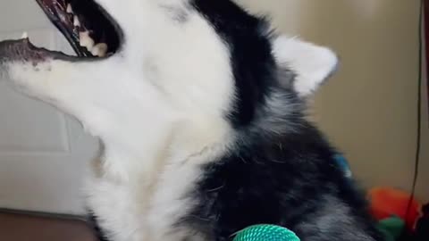 Guilty Husky Tries To Sing A Song