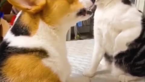 Funny Cat And Dog Fighting like Kids