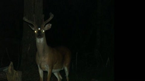 Sleepy Hollow New York's Screaming Not Deer