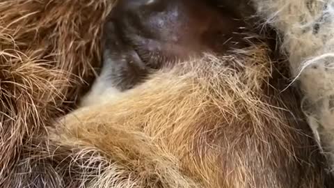 Slothsnoozytime!#snoozytime#sloth#animallover#animalsoftiktok#cute