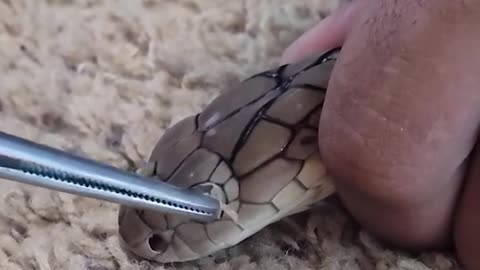 Removing stuck eye caps on a snake