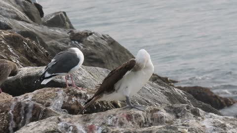 Masked Booby