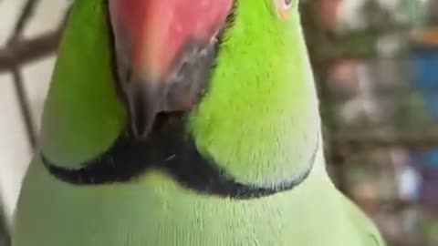 ye mithu talking parrot cute ❤️