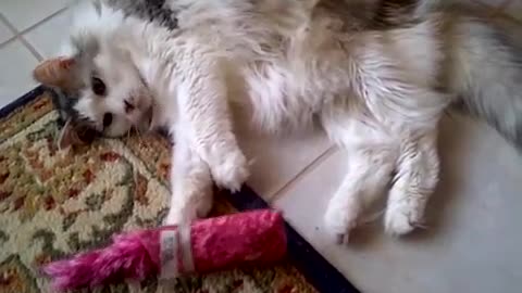 Oliver Cat playing with favorite red toy