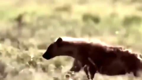 Mother Buffalo vs Wild Dog