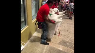 Christmas Samoyeds spread joy