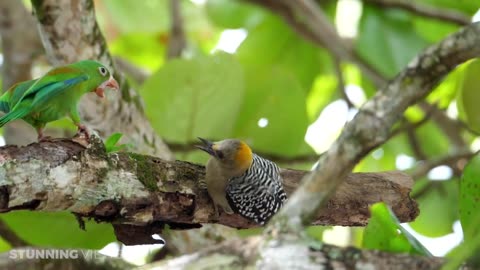 Rain Forest 4K - Sounds for Sleeping or Studying