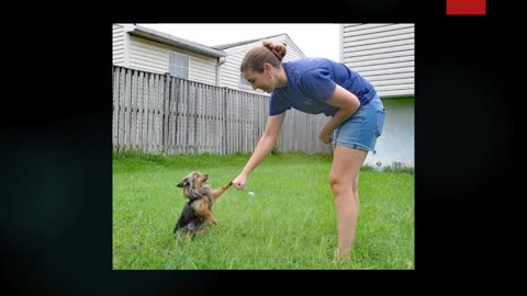 Dog Boarding in Mineral