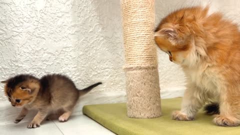 The most dangerous kitten in the world is afraid of everyone