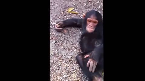 Monkey Naughty Video | Funny Monkey.