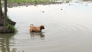 Buster ignores no swimming sign