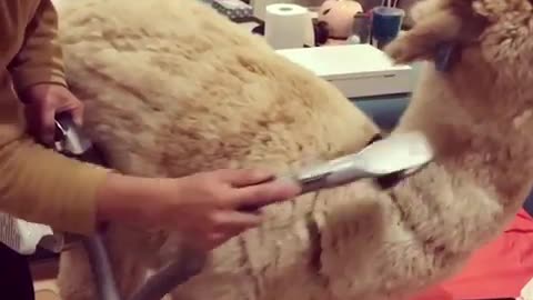 Alpaca Gets Groomed