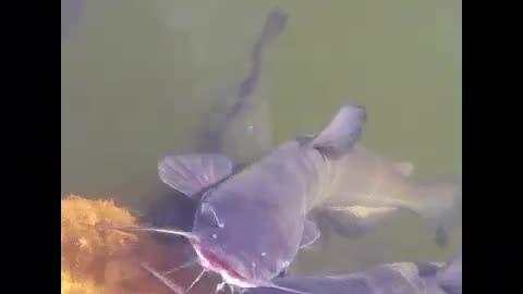 My Crazy Catfish love getting petted