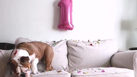 English Bulldog First Birthday 🎉