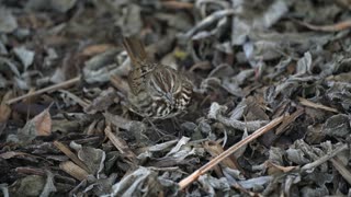 Song Sparrow Looking For Grub