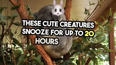 Fun Fact #39- Koala and 20 hours of Sleep