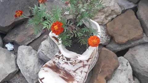 Marigold in a boot