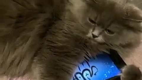 The most beautiful sounds that cats hear, the Holy Quran