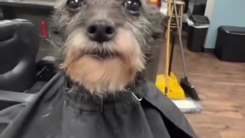 Dog Gets a Haircut at a Barbershop