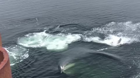 Humpback Whale Bubble Feeds Next to Dock