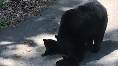 Momma and Cubs Couldn't be Cuter