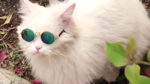 so cool kitty