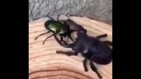 fight between Beetles 🪲