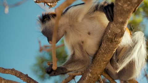 Monkey climbing