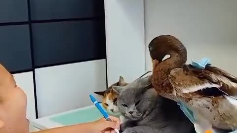 Crazy Cats and Ducks: A Compilation of the Funniest Videos of Cats and Ducks Interacting