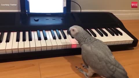 Amazing African Grey parrot playing piano