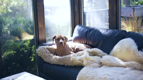 Dog Sitting On The Couch