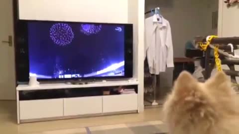 Dog barking video.