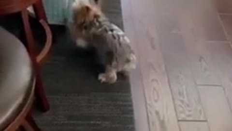 Dog vs Door