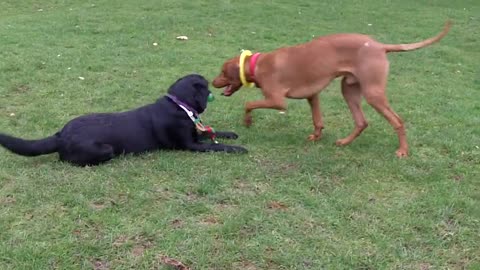 Alfie & Josie Tug o War.