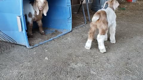 Spring brings baby goats to the farm