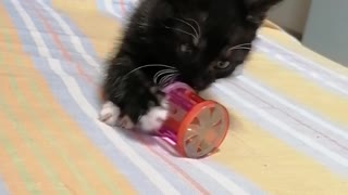 Funny reaction of a cute kitten