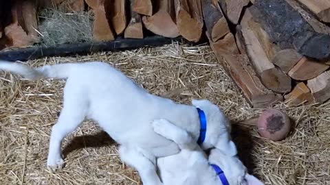 Luke and Leia Practicing Jedi Mountain Lion Skills