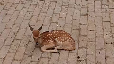 This sika deer is injured, it needs treatment!