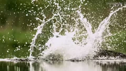 An osprey fishing in spectacular super slow motion highland Scotland's wild heart